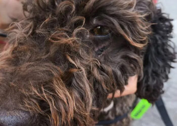 Un vecino de Quer lanza un crowdfunding para pagar los gastos veterinarios de una perrita que sufrió un accidente tras escapar de la pirotecnia