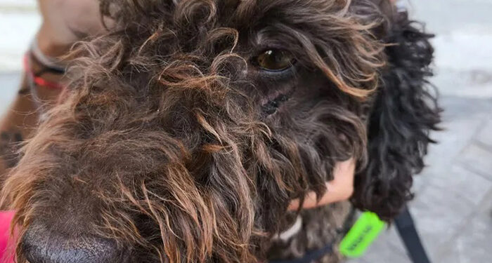 Un vecino de Quer lanza un crowdfunding para pagar los gastos veterinarios de una perrita que sufrió un accidente tras escapar de la pirotecnia de una fiesta patronal 1 Un vecino de Quer lanza un crowdfunding para pagar los gastos veterinarios de una perrita que sufrió un accidente tras escapar de la pirotecnia