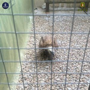 Agentes Medioambientales rescatan un joven buitre leonado de un tejado en Cuenca capital