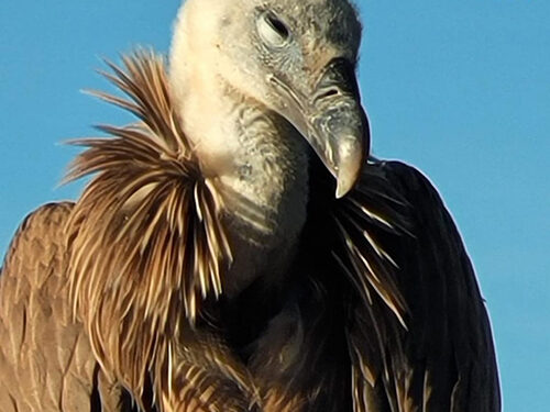 Agentes Medioambientales rescatan un joven buitre leonado de un tejado en Cuenca capital