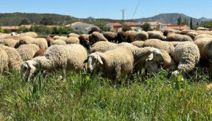 Convocadas las ayudas a las Agrupaciones de Defensa Sanitaria Ganaderas para 2024 por importe de 1,4 millones de euros