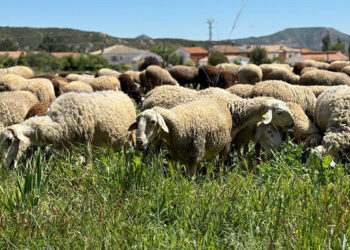 Convocadas las ayudas a las Agrupaciones de Defensa Sanitaria Ganaderas para 2024 por importe de 1,4 millones de euros