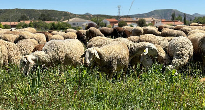 Convocadas las ayudas a las Agrupaciones de Defensa Sanitaria Ganaderas para 2024 por importe de 1,4 millones de euros