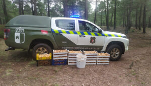 Decomisados 200 kilos de níscalos en Molina de Aragón y Tamajón por superar el cupo permitido