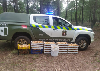 Decomisados 200 kilos de níscalos en Molina de Aragón y Tamajón por superar el cupo permitido