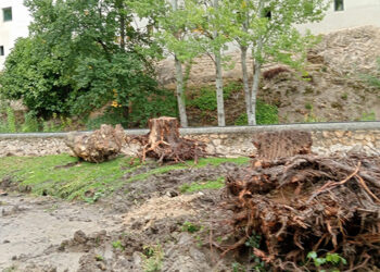 El Ayuntamiento de Cuenca destruye árboles y contamina