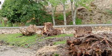 El Ayuntamiento de Cuenca destruye árboles y contamina