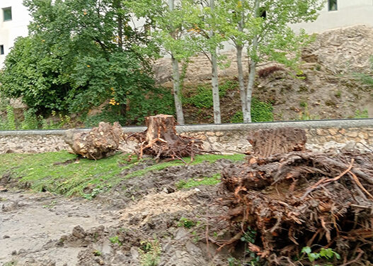 El Ayuntamiento de Cuenca destruye árboles y contamina