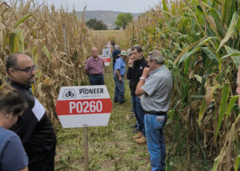 El Día de Campo en la zona regable del Bornova evidencia que será un buen año de maíz