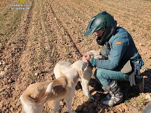 El Seprona detiene a una persona en Romancos por capturar y apalear hasta la muerte a un perro 1 El Seprona detiene a una persona en Romancos por capturar y apalear hasta la muerte a un perro