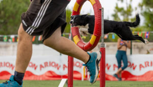 El polideportivo de El Jaenal, en Yunquera de Henares, acogerá el X Campeonato de Agility de la RFEC