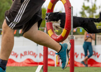 El polideportivo de El Jaenal, en Yunquera de Henares, acogerá el X Campeonato de Agility de la RFEC 8 El polideportivo de El Jaenal, en Yunquera de Henares, acogerá el X Campeonato de Agility de la RFEC