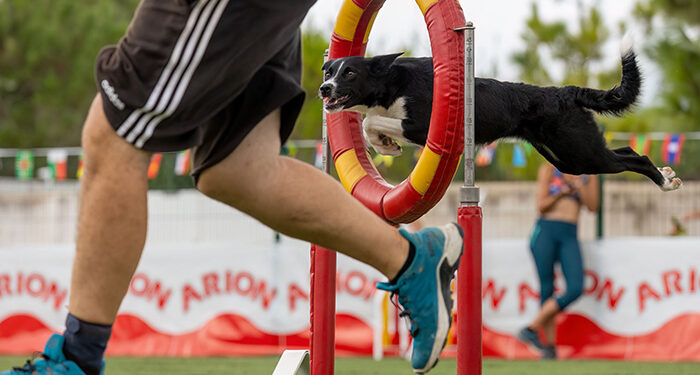 El polideportivo de El Jaenal, en Yunquera de Henares, acogerá el X Campeonato de Agility de la RFEC