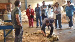 La Diputación de Cuenca ayuda a la empresa moteña Wooldreamers para convertir los residuos de la lana en abono