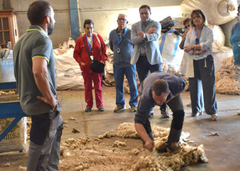 La Diputación de Cuenca ayuda a la empresa moteña Wooldreamers para convertir los residuos de la lana en abono