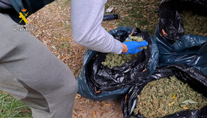 La Guardia Civil de Cuenca desmantela una plantación de marihuana en Mira con más de 8.500 plantas