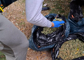 La Guardia Civil de Cuenca desmantela una plantación de marihuana en Mira con más de 8.500 plantas