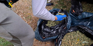 La Guardia Civil de Cuenca desmantela una plantación de marihuana en Mira con más de 8.500 plantas