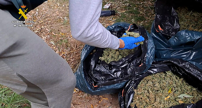 La Guardia Civil de Cuenca desmantela una plantación de marihuana en Mira con más de 8.500 plantas