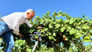 La Junta abona 3,8 millones de euros en ayudas VINATI a quince cooperativas y bodegas de Cuenca