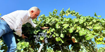 La Junta abona 3,8 millones de euros en ayudas VINATI a quince cooperativas y bodegas de Cuenca
