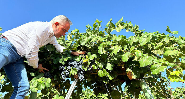 La Junta abona 3,8 millones de euros en ayudas VINATI a quince cooperativas y bodegas de Cuenca