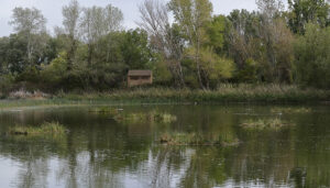 La Reserva Ornitológica de Azuqueca estrena diez islas artificiales para el refugio de especies y la depuración del agua