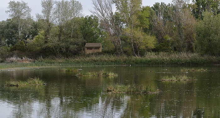 La Reserva Ornitológica de Azuqueca estrena diez islas artificiales para el refugio de especies y la depuración del agua 1 La Reserva Ornitológica de Azuqueca estrena diez islas artificiales para el refugio de especies y la depuración del agua