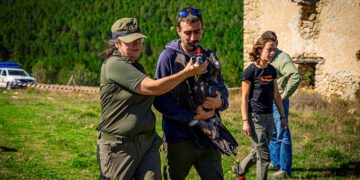 Liberados otros cuatro buitres negros del programa de reintroducción en el Alto Tajo y la Serranía de Cuenca