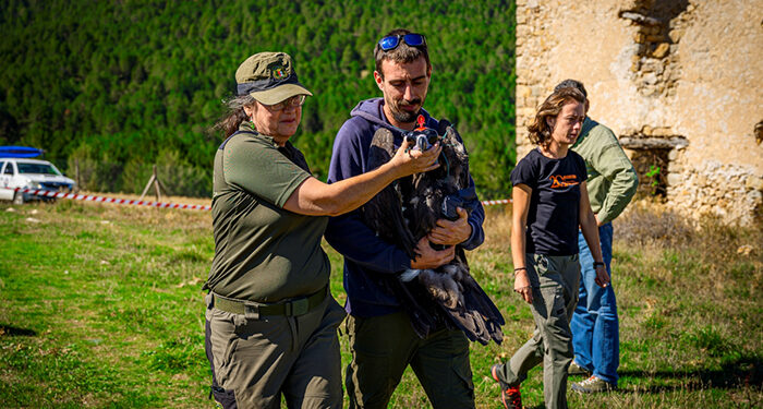 Liberados otros cuatro buitres negros del programa de reintroducción en el Alto Tajo y la Serranía de Cuenca 1 Liberados otros cuatro buitres negros del programa de reintroducción en el Alto Tajo y la Serranía de Cuenca