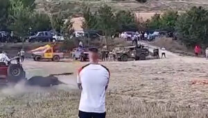 PACMA condena el brutal atropello con todoterreno que mató a un toro durante un encierro en Tendilla