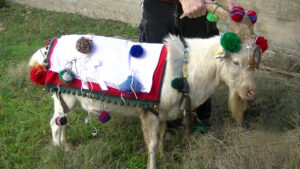 fiestas y eventos 29 La carrera del cabro 1 1