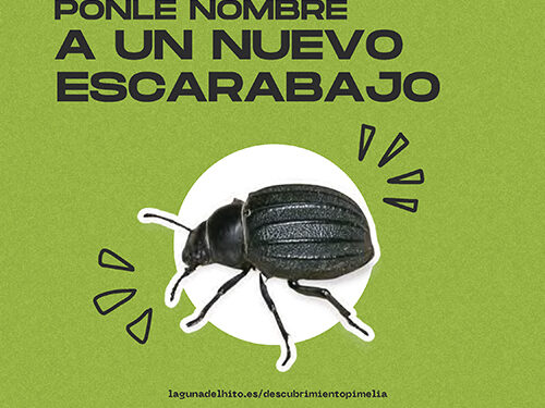 Arranca una campaña para poner nombre a un nuevo escarabajo de la Laguna de El Hito