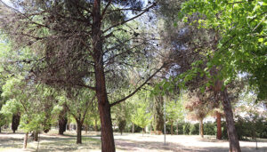 El Ayuntamiento de Cabanillas inicia un nuevo tratamiento con endoterapia contra la procesionaria de los pinos