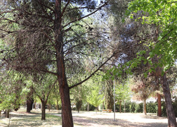 El Ayuntamiento de Cabanillas inicia un nuevo tratamiento con endoterapia contra la procesionaria de los pinos El Ayuntamiento de Cabanillas inicia un nuevo tratamiento con endoterapia contra la procesionaria de los pinos