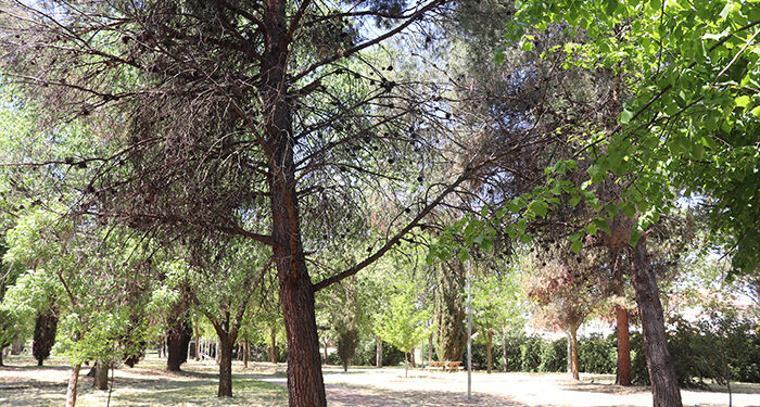 El Ayuntamiento de Cabanillas inicia un nuevo tratamiento con endoterapia contra la procesionaria de los pinos