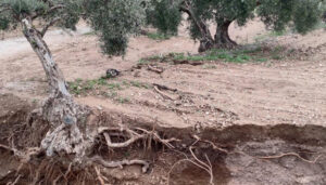 El cultivo más afectado en la provincia de Cuenca por la DANA ha sido el cereal aunque también se ha visto afectado el viñedo