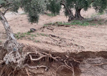 El cultivo más afectado en la provincia de Cuenca por la DANA ha sido el cereal aunque también se ha visto afectado el viñedo