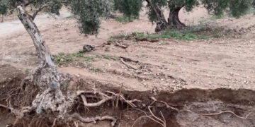 El cultivo más afectado en la provincia de Cuenca por la DANA ha sido el cereal aunque también se ha visto afectado el viñedo