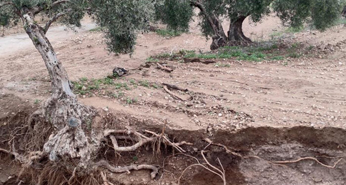 El cultivo más afectado en la provincia de Cuenca por la DANA ha sido el cereal aunque también se ha visto afectado el viñedo