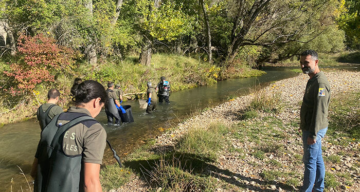 El estudio del censo de la trucha común en las cuencas de la provincia de Cuenca indica un descenso de los tipos más jóvenes