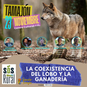 El lobo, a debate en Tamajón en una conferencia sobre su coexistencia con la ganadería organizada por SOS Rural