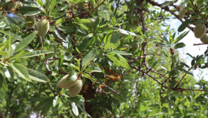 La Junta convoca las ayudas para la prestación de servicios de asesoramiento en gestión integrada de plagas por parte de las Agrupaciones de Sanidad