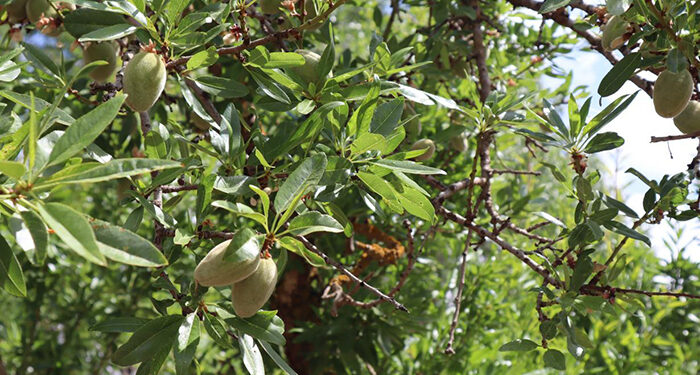 La Junta convoca las ayudas para la prestación de servicios de asesoramiento en gestión integrada de plagas por parte de las Agrupaciones de Sanidad