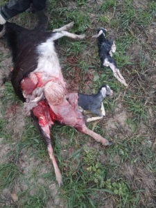 APAG denuncia la poca sensibilidad del Gobierno regional con los ganaderos de la Sierra