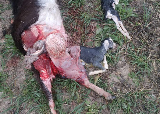 APAG denuncia la poca sensibilidad del Gobierno regional con los ganaderos de la Sierra