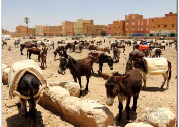 Dos conquenses en el Sáhara. Cuarta etapa Tuareg. Dunas y el mercado de Rissani
