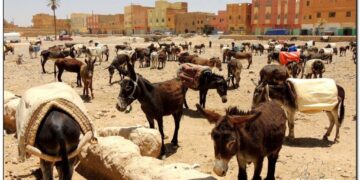 Dos conquenses en el Sáhara. Cuarta etapa Tuareg. Dunas y el mercado de Rissani