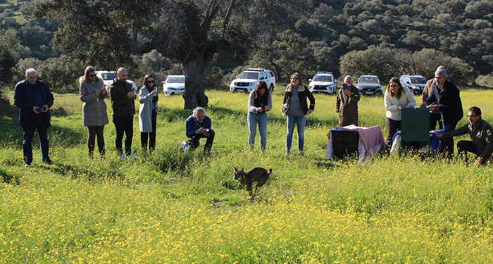 Castilla-La Mancha consolida la presencia estable del lince ibérico tras nacer cerca de 400 ejemplares en la región a lo largo de 2024 1 Castilla-La Mancha consolida la presencia estable del lince ibérico tras nacer cerca de 400 ejemplares en la región a lo largo de 2024