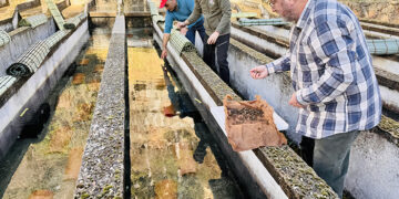 Comienza la reintroducción del cangrejo de río autóctono en la piscifactoría de Uña